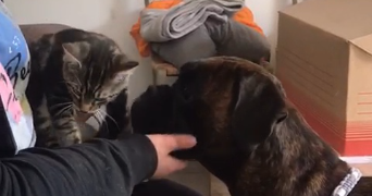 nolwenn pet sitter à CLOHARS CARNOET 29360_5