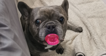 marina pet sitter à SCHILTIGHEIM 67300_2