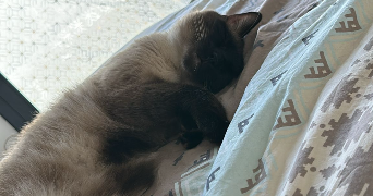 sara pet sitter à VILLIERS SUR MARNE 94350_3