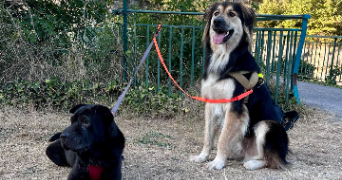 anthony pet sitter à TOULON 83100_3