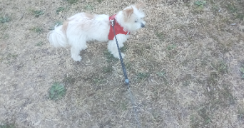 blandine pet sitter à MONETEAU 89470_8