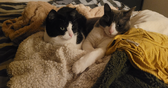 marion pet sitter à LISSES 91090_3
