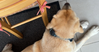 zélie pet sitter à VILLENEUVE D ASCQ 59491_3