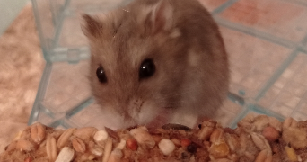solène  pet sitter à NOEUX LES MINES 62290_5