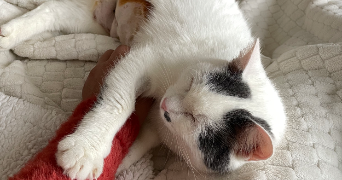 manuela pet sitter à VALENCIENNES 59300_2