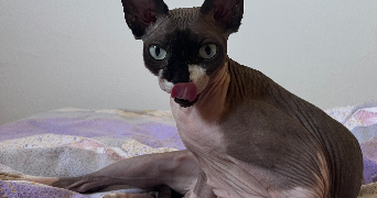chérine pet sitter à MARSEILLE 01 13001_7