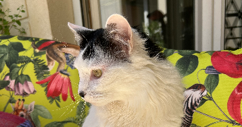 aude pet sitter à PARIS 09 75009_3