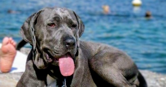 alexandra pet sitter à NICE 06000_0