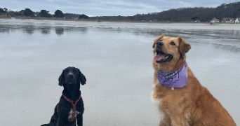 sophie pet sitter à TREVOU TREGUIGNEC 22660_5