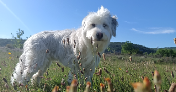 laure pet sitter à ST SYMPHORIEN SOUS CHOMERAC 07210_0