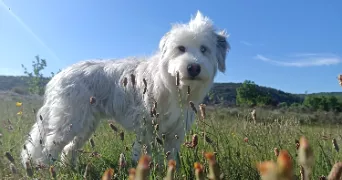 laure pet sitter à ST SYMPHORIEN SOUS CHOMERAC 07210