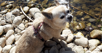 remi pet sitter à BLAGNAC 31700_4