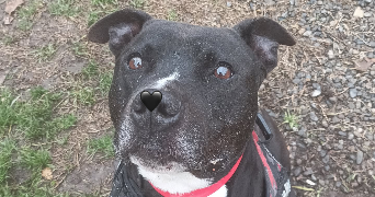 pauline pet sitter à FROUZINS 31270_9