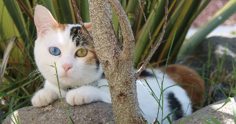 léa pet sitter à Montélimar 26200_5