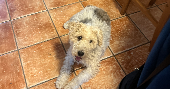 camille pet sitter à SCY CHAZELLES 57160_2