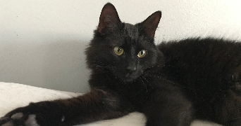 déborah pet sitter à PREE D ANJOU 53200_2