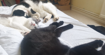 oceane cat sitter à JUVIGNY VAL D ANDAINE 61140_5