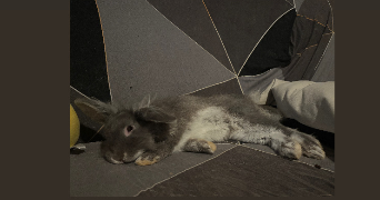 manon pet sitter à NOUATRE 37800_3