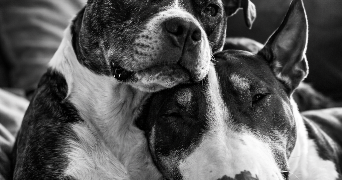 emma pet sitter à BLAIGNAC 33190_2