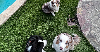 clémentine pet sitter à SIX FOURS LES PLAGES 83140_2