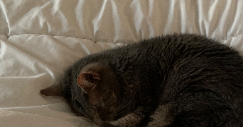 constance pet sitter à FERRIERES EN BRIE 77164_0