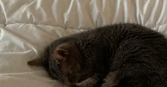 constance pet sitter à FERRIERES EN BRIE 77164