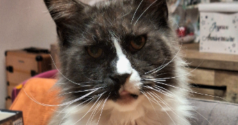 lena pet sitter à MONTMARTIN 60190_1