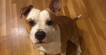 manon pet sitter à NANCY 54000_3