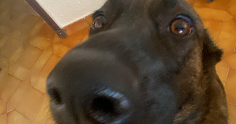 jade pet sitter à SORGUES 84700_8