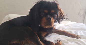 julie pet sitter à TINCHEBRAY BOCAGE 61800_0