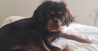 julie pet sitter à TINCHEBRAY BOCAGE 61800