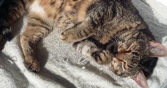 morgane pet sitter à MONTBRISON 42600_1