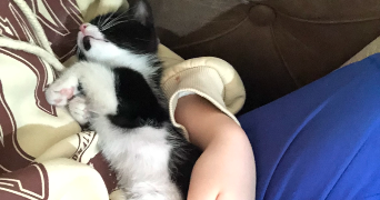 nay pet sitter à MONTROUGE 92120_3