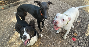 elie pet sitter à PARIS 11 75011_7
