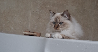 corentine pet sitter à SIVRY ANTE 51800_9