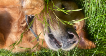 cyndia pet sitter à RENNES 35000_2