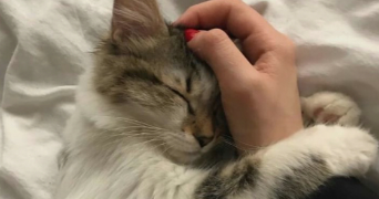 chloé pet sitter à TROUILLAS 66300_1