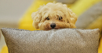allyson pet sitter à BREST 29200_3