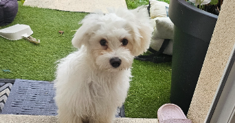 sandrine pet sitter à CLAYE SOUILLY 77410_8