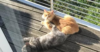 magali pet sitter à QUIMPER 29000