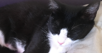 corinne pet sitter à MONTEUX 84170_2