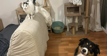 apolline pet sitter à POITIERS 86000_7