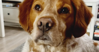 cyrielle pet sitter à SURESNES 92150_13