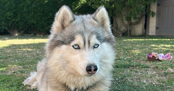 océane pet sitter à LA COUTURE 62136_8