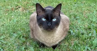 Meryl pet sitter à ST LUBIN DES JONCHERETS 28350