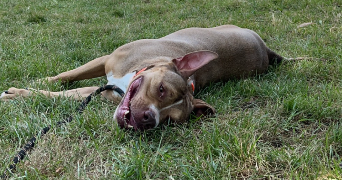 isalyne pet sitter à ST ETIENNE DU ROUVRAY 76800_2