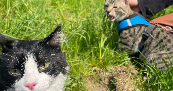 melissa pet sitter à NEUILLY PLAISANCE 93360_2