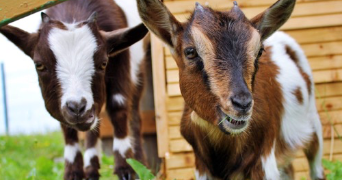 maeva pet sitter à BOUILLON 64410_2