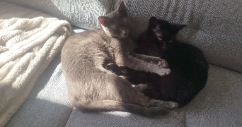 melanie  pet sitter à Voiron 38500_2