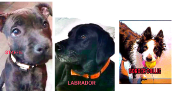 huan dog sitter à FARAMANS 01800_15